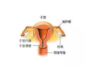 子宮圖解位置,子宮圖是什麼樣_b2b吧