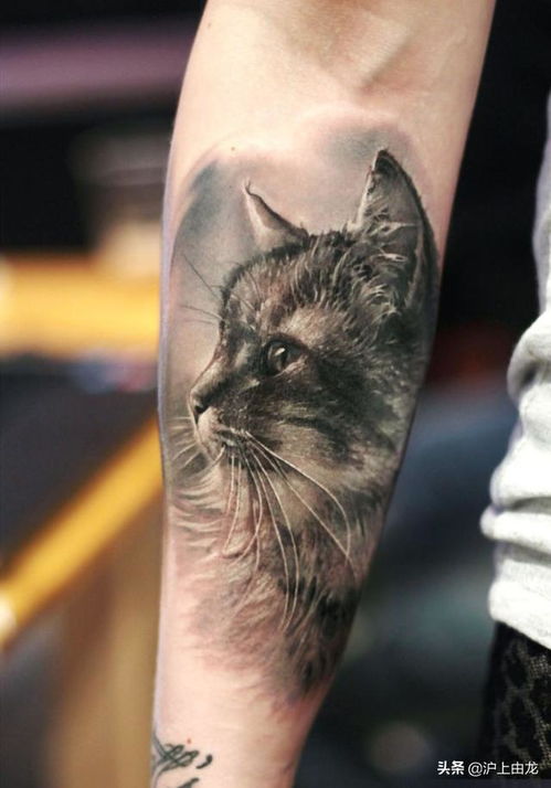 纹身猫的含义,纹身猫头鹰的寓意