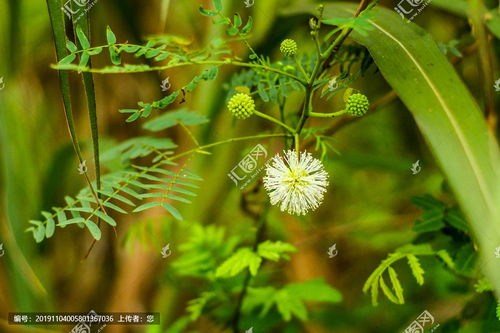 这个应该是菊科植物蓝刺头